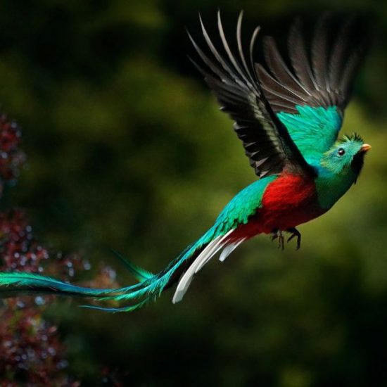 El Quetzal, símbolo de bondad y luz