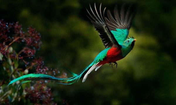 El Quetzal, símbolo de bondad y luz