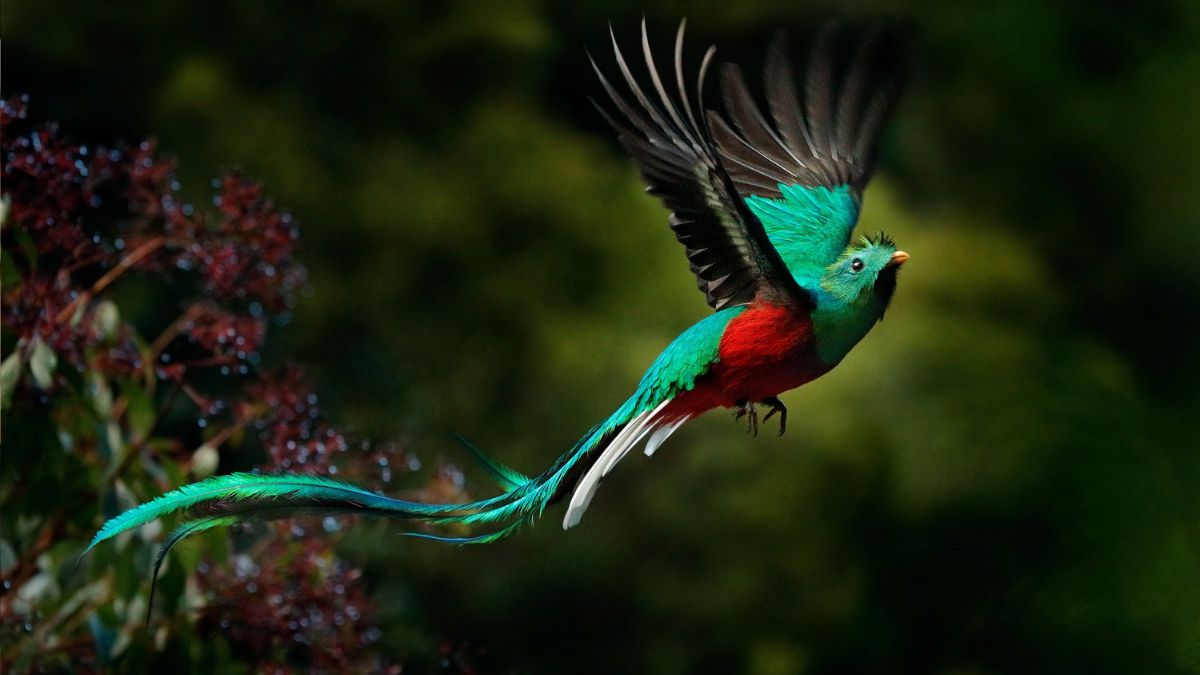 El Quetzal, símbolo de bondad y luz