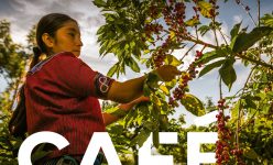 Café la esencia de Guatemala